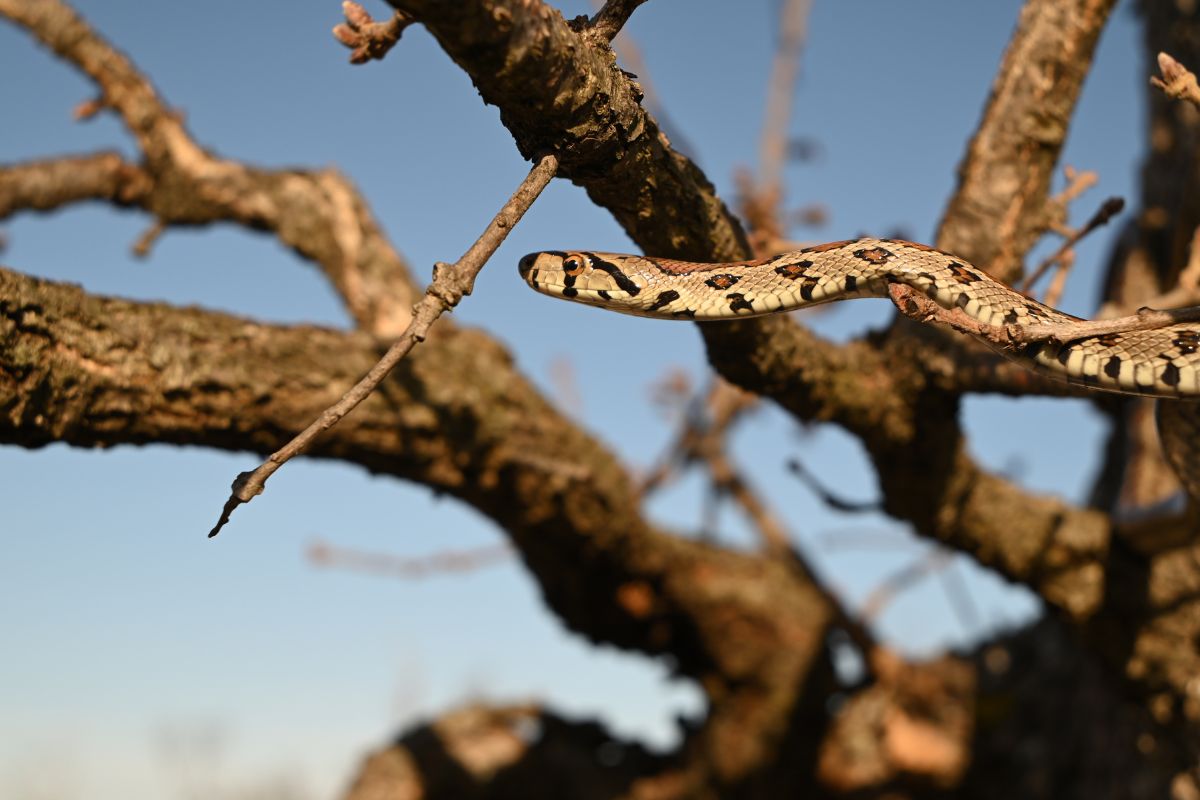 What Snakes Are in Corfu: A Comprehensive Guide - Greek Island